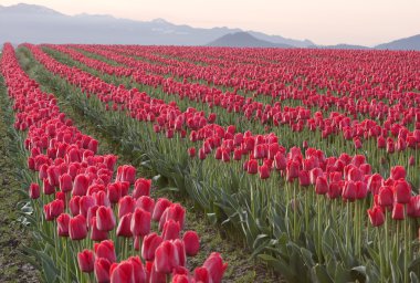 Rows Of Red Tulips clipart