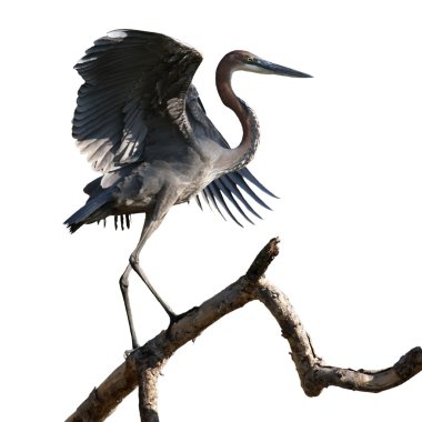 Goliath heron dalı