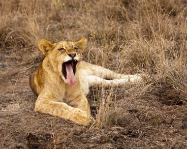 Lion Cub Yawning With Tongue clipart