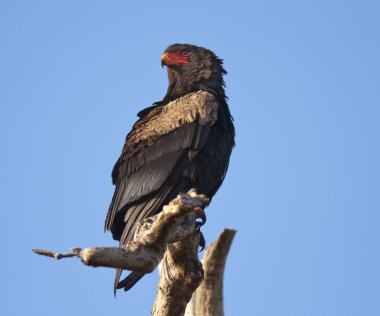 Bateleur - Güney Afrikalı kartal