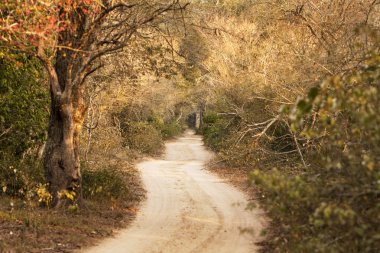 Long and Windy Country Road clipart