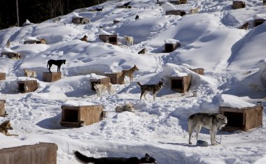 Sled Dog Kennel clipart