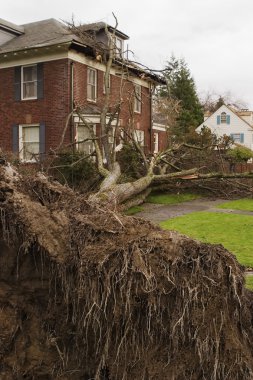 Fallen Tree and House clipart