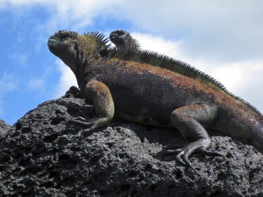 Two Marine Iguanas On Rock clipart