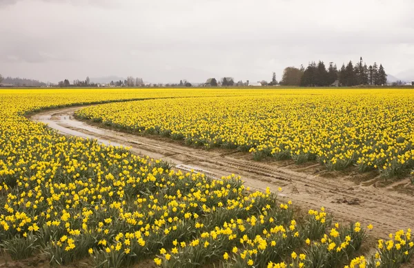 Daffodiil boerderij in bloei — Stockfoto