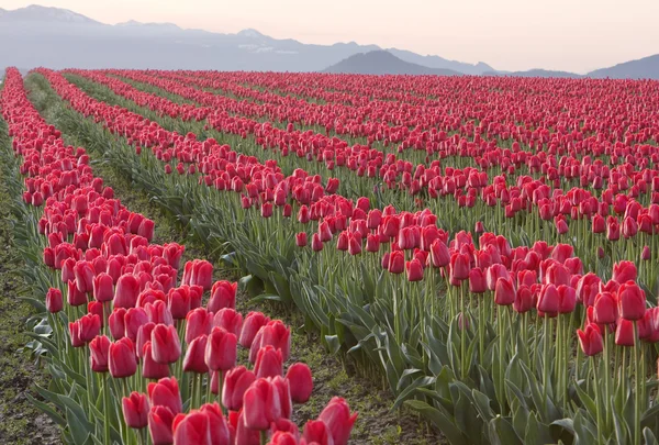 Filas de tulipanes rojos — Foto de Stock
