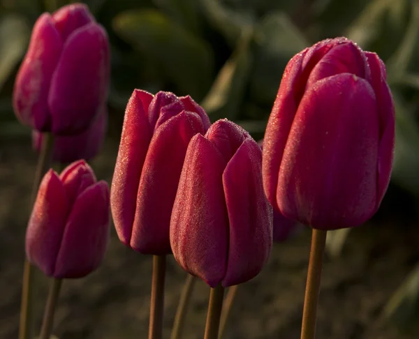 Grono czerwone tulipany — Zdjęcie stockowe