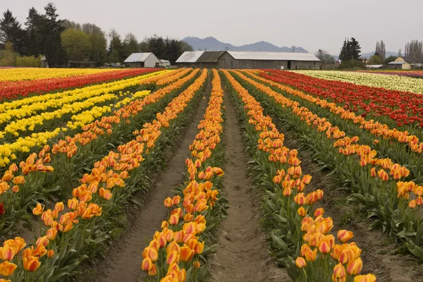 Campo de tulipán con granja —  Fotos de Stock