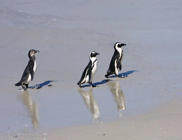 在海滩上三个企鹅 — 图库照片