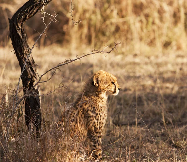 Joven cachorro de guepardo — Foto de Stock