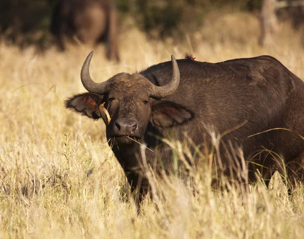 Cape Buffalo With Oxpecker — Stock Photo, Image