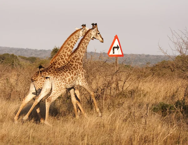 Dwa żyrafy z skręcić w prawo strzałki — Zdjęcie stockowe