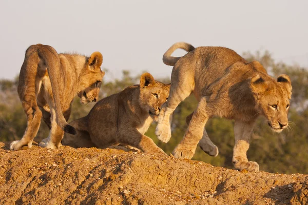 Tres cachorros leones en juego —  Fotos de Stock