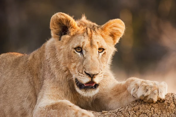 安静時の男性ライオンの子 — ストック写真