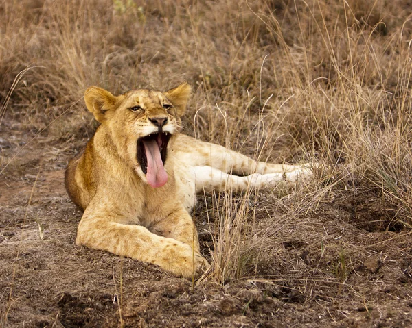 Löwenjunges gähnt mit Zunge — Stockfoto