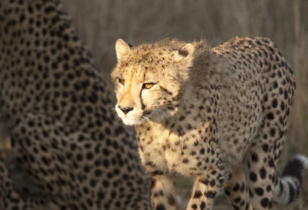 Gepard cub w słońcu — Zdjęcie stockowe