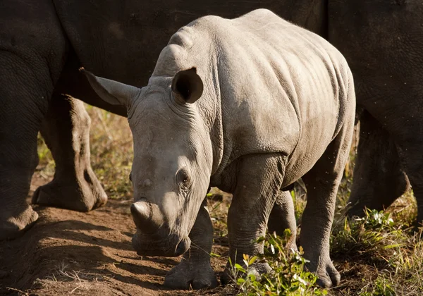stock image Wild Baby Rhinoceros In Sunlight