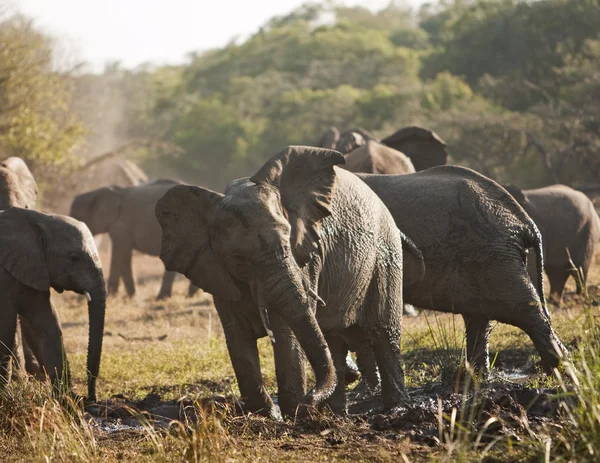 Stado słoni w kąpiele błotne — Zdjęcie stockowe