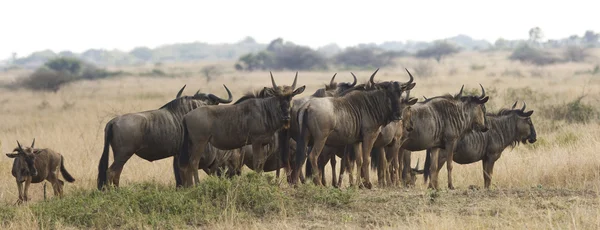 Hjordar av gnuer på safari — Stockfoto