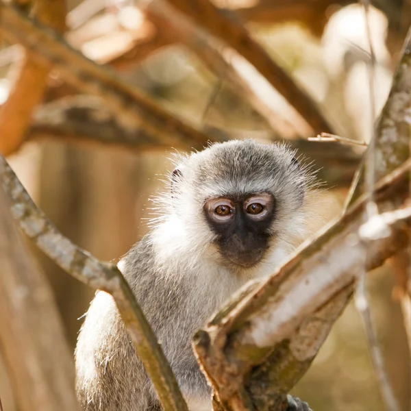 Vervet scimmia guardandomi — Foto Stock