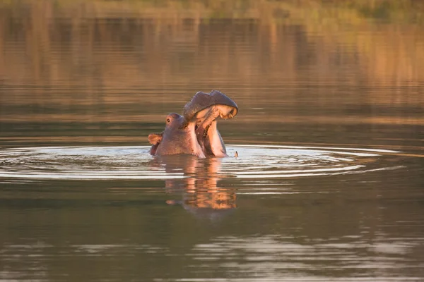 Hippo mond bij zonsondergang — Stockfoto