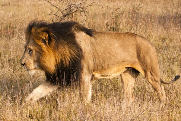 雄のライオンに移動 — ストック写真