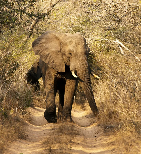 Vilda afrikanska tjur elefant — Stockfoto