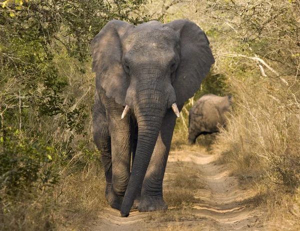 Elefant går på grusväg — Stockfoto