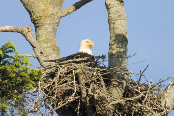Águila calva en el nido — Foto de Stock
