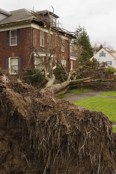 Omgevallen boom en huis — Stockfoto