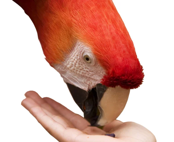 金刚鹦鹉吃从手 — 图库照片
