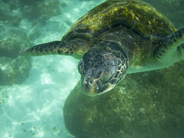 Grande tortue de mer sous-marine — Photo