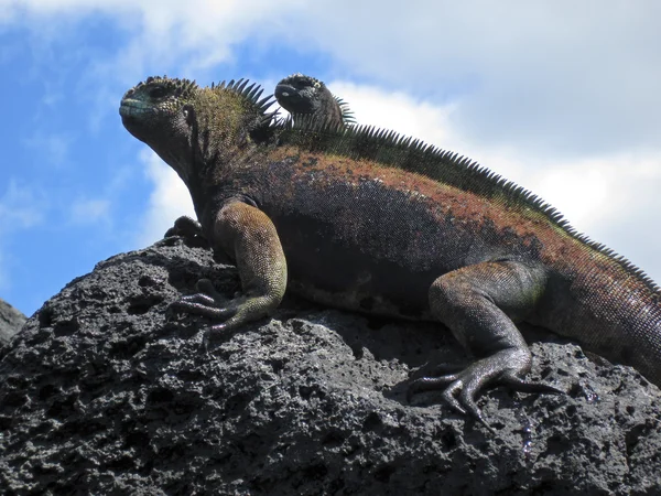 Rock on iki deniz Iguanas — Stok fotoğraf