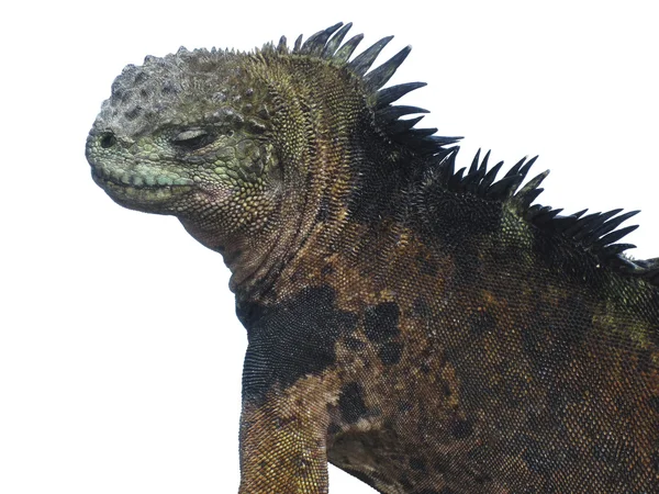 Marine Iguana Profile — Stock Photo, Image
