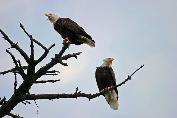 Twee Amerikaanse bald eagles in een boom — Stockfoto