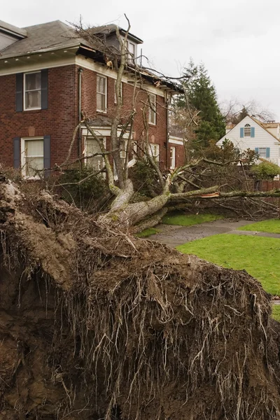 Omgevallen boom en huis Rechtenvrije Stockfoto's