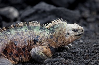 Male Marine Iguana clipart