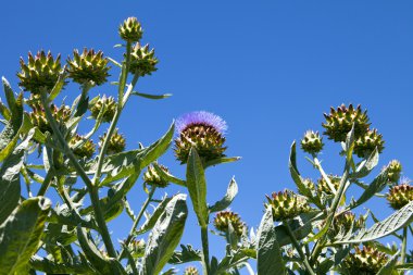 Artichoke Crop On Organic Farm clipart