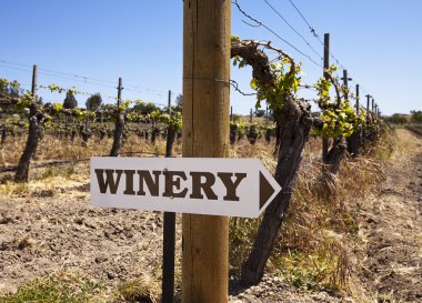 Winery Sign With Old Vines clipart