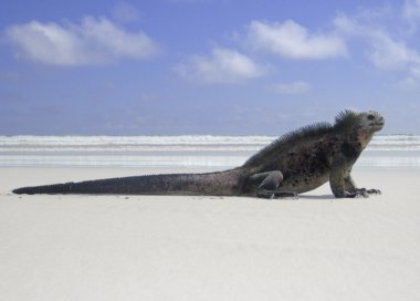 plaj kertenkele, deniz iguana