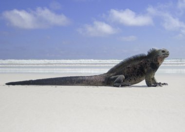 Beach Lizard, Marine Iguana clipart