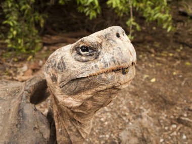 Isabel Adası Galapagos kaplumbağası