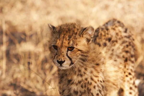 Cachorro de guepardo en la naturaleza —  Fotos de Stock