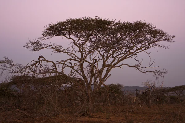 Akasya ağacı alacakaranlıkta — Stok fotoğraf