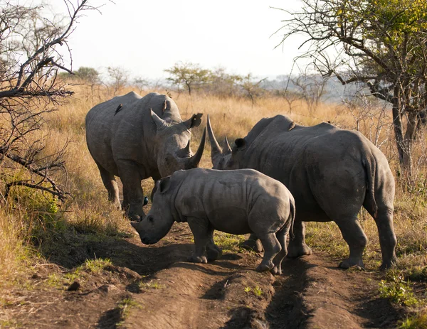 Rassemblement de la famille Rhinocéros — Photo