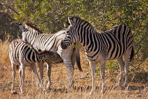 Baby opieki zebra — Zdjęcie stockowe