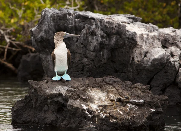 Blue Footed Booby On Rock — Stock Photo, Image