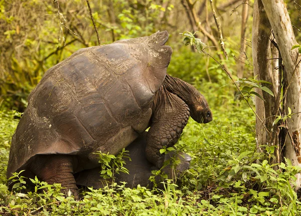 Vilda sköldpaddor parning — Stockfoto