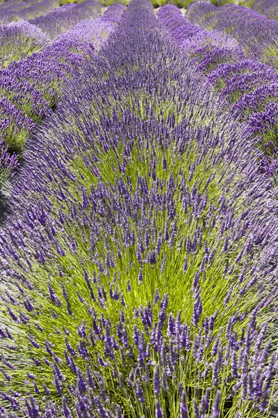 stock image Row of Lavender Flowers