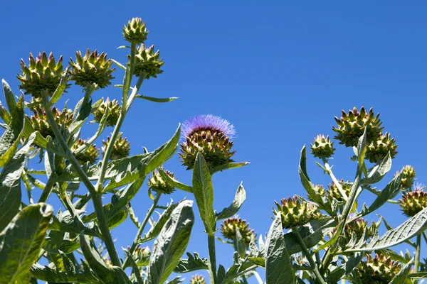 stock image Artichoke Crop On Organic Farm